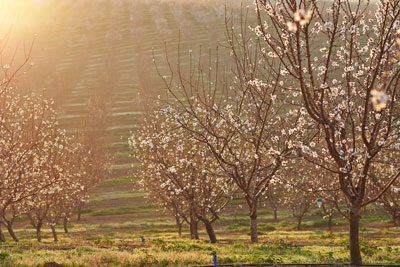 almond orchard